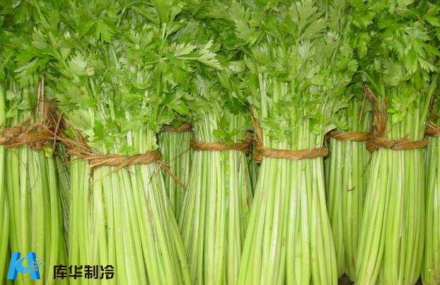 杭州蕭山區(qū)安裝20噸芹菜保鮮冷庫(kù)推薦